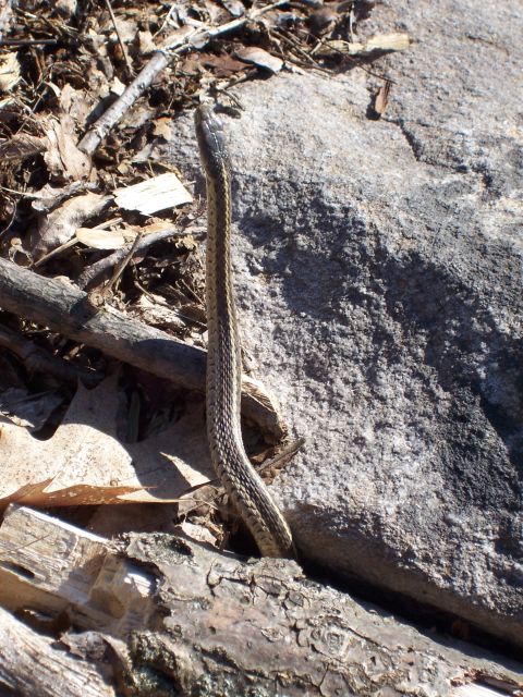 1996 Ford Bronco - A garter snake is seen coiled on the ground amidst fallen leaves and branches, with a large rock nearby.