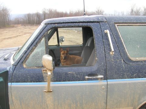 1996 Ford Bronco - A brown dog sits in the driver's seat of a dirty, dark blue Ford Bronco. The vehicle is parked on a dirt road with trees and hills in the b…