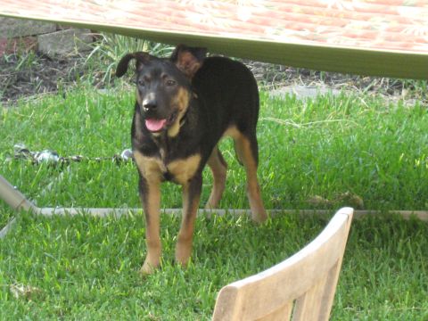 2006 Ford F-150 - A black and tan dog stands alertly in a grassy yard, partially shaded by a hammock.