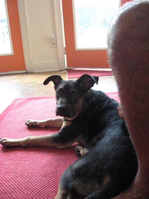 2006 Ford F-150 - A dog rests on a red mat indoors.