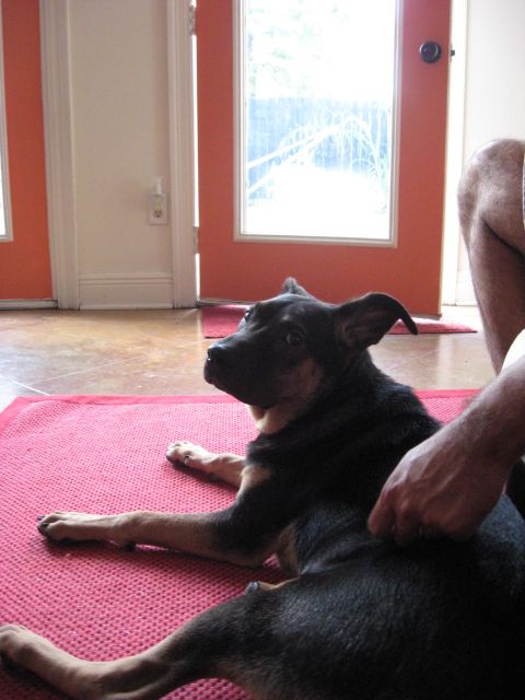 2006 Ford F-150 - A dog rests on a mat indoors, with orange doors and windows visible in the background.