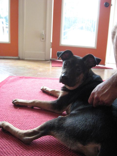 2006 Ford F-150 - A dog rests on a red rug indoors, with orange-painted walls visible in the background.