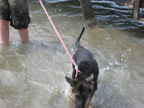 1990 Ford F-250 - A dog on a leash walks through shallow water, with a person's legs visible in the background.