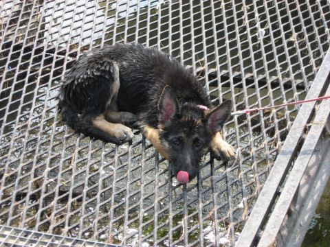 1990 Ford F-250 - A wet German Shepherd puppy rests on a diamond plate metal grate, with water visible below.