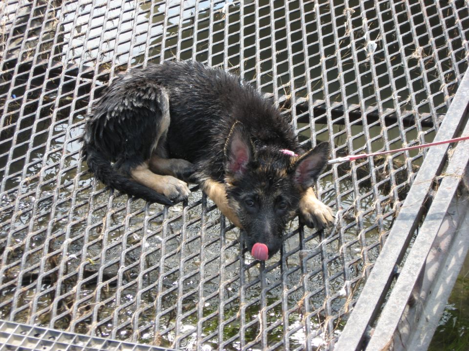 German Shepherd puppy on metal grate, licking its nose