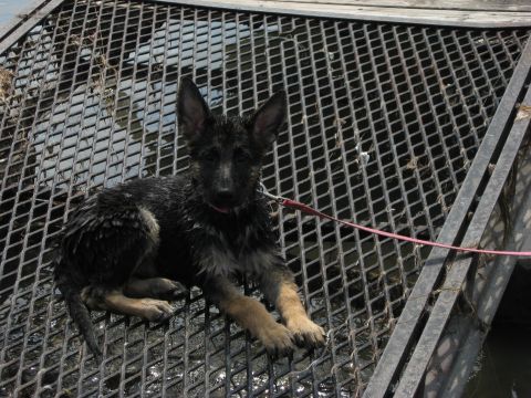 1990 Ford F-250 - A wet German Shepherd puppy rests on a metal grate, with a pink leash attached.