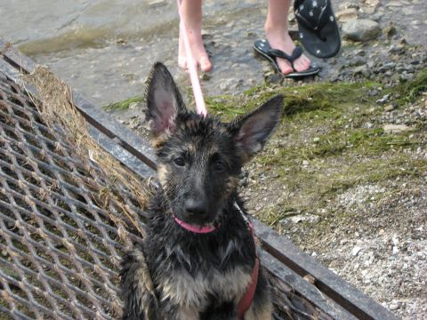 1990 Ford F-250 - A wet German Shepherd puppy sits on metal grating near the water's edge, with people's feet visible behind it.