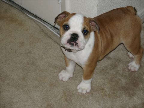1989 Ford Bronco - A young English Bulldog with a white blaze on its face looks towards the camera.