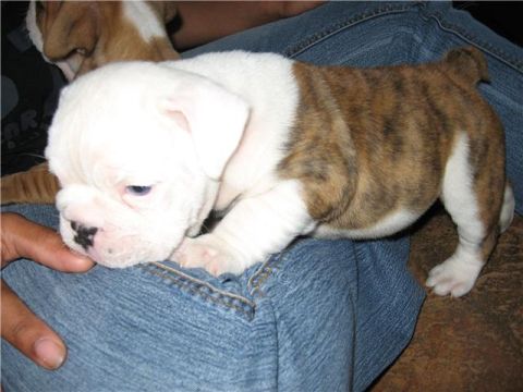 1978 Ford Bronco - A close-up shows a brindle and white English Bulldog puppy with blue eyes, while another puppy is visible in the background.