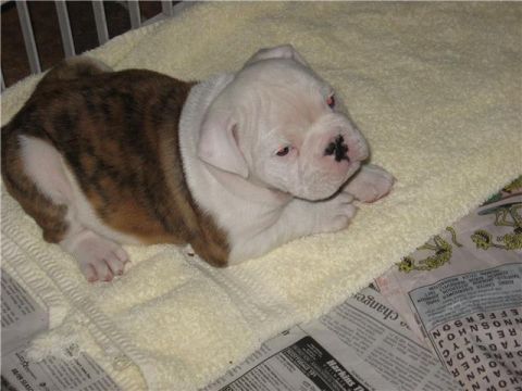 1978 Ford Bronco - A young bulldog puppy rests on a soft towel, with newspapers visible beneath.