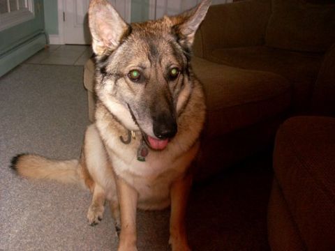 1996 Ford Bronco - A German Shepherd dog sits indoors on a carpeted floor, with a couch in the background.