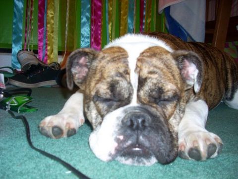 1996 Ford Bronco - A brindle and white English Bulldog is fast asleep on a teal carpet, with a shoe and some ribbons visible.