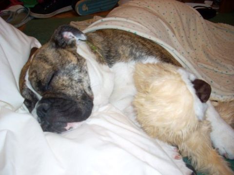 1996 Ford Bronco - A dog sleeps soundly on a bed, covered by a blanket.