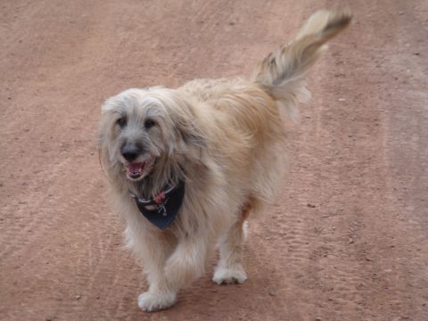1996 Ford Bronco - A shaggy dog wearing a bandana walks across a dirt path.