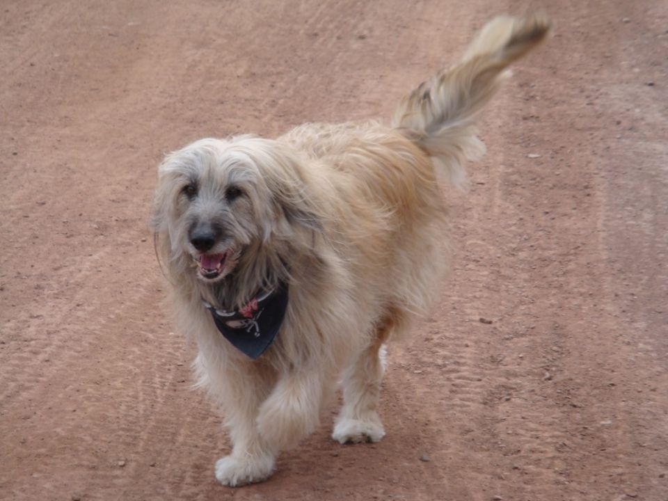 Dog with bandana walking on dirt road