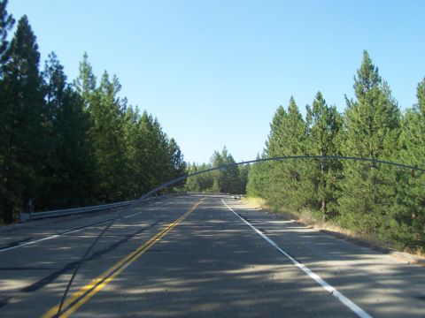 1994 Ford F-150 - Driving down a highway surrounded by a dense forest of pine trees.