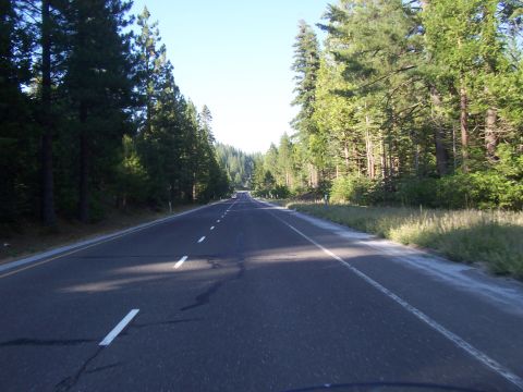 1994 Ford F-150 - A view from a vehicle traveling down a highway through a dense forest with sunlight filtering through the trees.