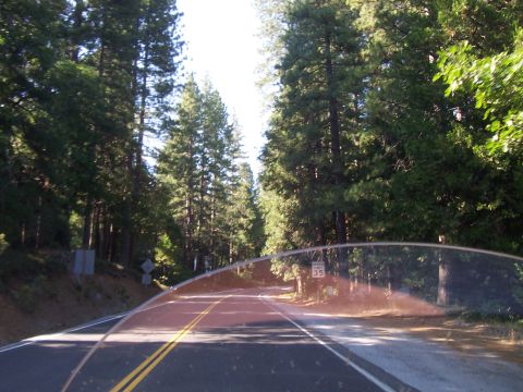 1994 Ford F-150 - A road winds through a dense forest with tall trees lining both sides.