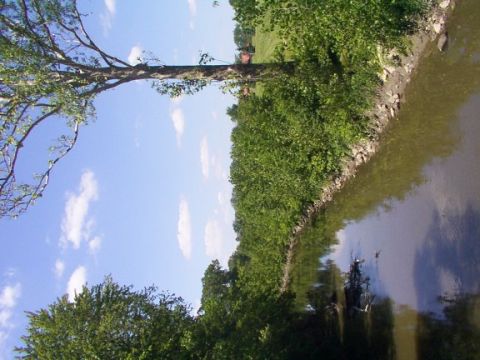 1998 Ford Taurus - A tree to hang Tman from...