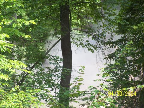 1979 Ford F-150 - A hazy view of water is visible through dense green foliage, dated January 30, 2004.