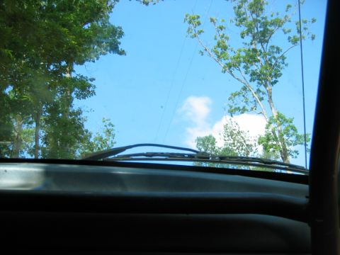1992 Ford Mustang - View from inside a vehicle looking out through the windshield at trees and sky.