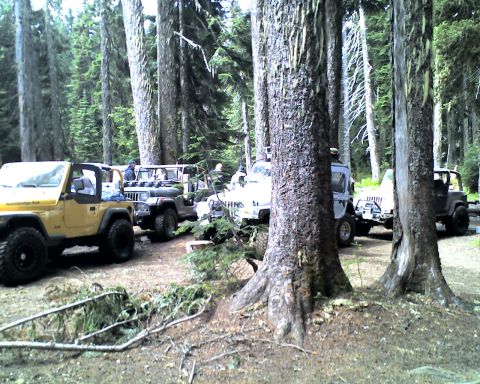 2005 Jeep Wrangler - Several Jeep Wranglers are parked in a wooded area with tall trees. The closest vehicle is a yellow Jeep Wrangler with its top removed.