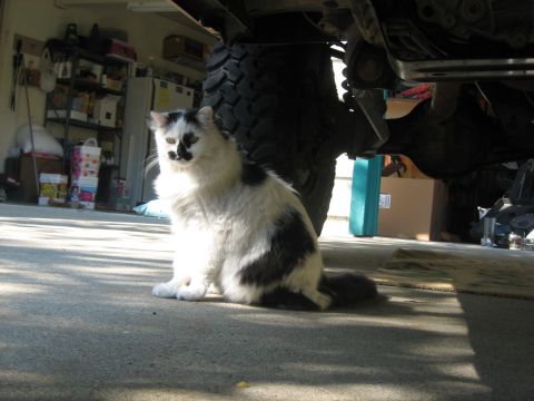 1995 Ford Bronco - A black and white cat sits on a concrete floor under the chassis of a large vehicle, possibly a 1995 Ford Bronco, in a garage setting. The…