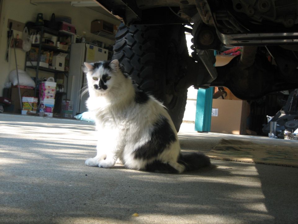 Black and white cat under a large vehicle's tire and chassis in a garage.