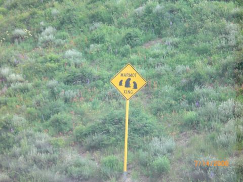 2004 Ford F-150 - A yellow diamond-shaped sign with black silhouettes of marmots and the words "MARMOT XING" warns drivers of potential wildlife crossings.