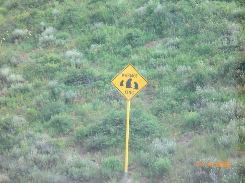 Yellow diamond sign warns of marmot crossing