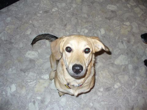 1988 Ford Bronco - A tan dog sits on a patterned floor, looking up towards the camera with another dog visible in the background.
