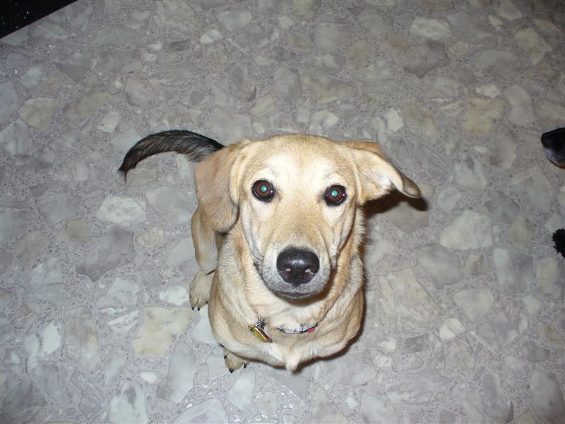 Tan dog looking up, floor with marble pattern, Supermotors logo