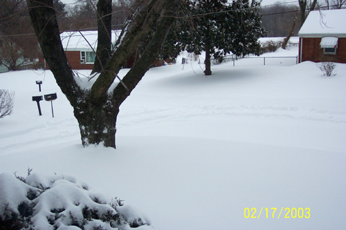 Snow covered yard with a large tree in the foreground and houses in the background