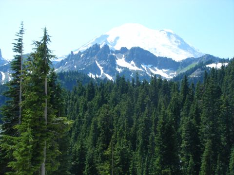 2005 Jeep Wrangler - A snow-capped mountain looms behind a dense forest of evergreen trees under a clear blue sky.