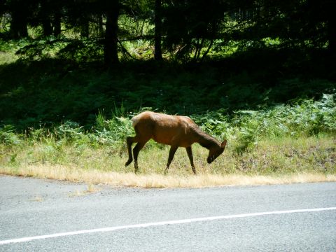 2005 Jeep Wrangler - A deer grazes on grass next to a paved road with a white line. Dense green foliage and trees form the background.