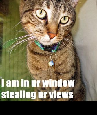 1988 Mercury Grand Marquis - A close-up of a tabby cat wearing a collar with a charm. Text on the image reads "i am in ur window stealing ur views".