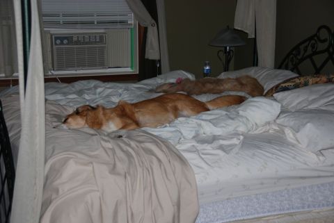 1996 Ford Bronco - Photograph of two dogs lying on a bed, not a technical document.