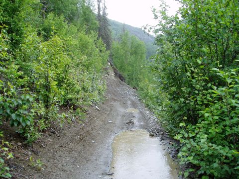 2000 Ford E350 - A muddy, overgrown dirt road winds through a forest, with puddles reflecting the overcast sky.