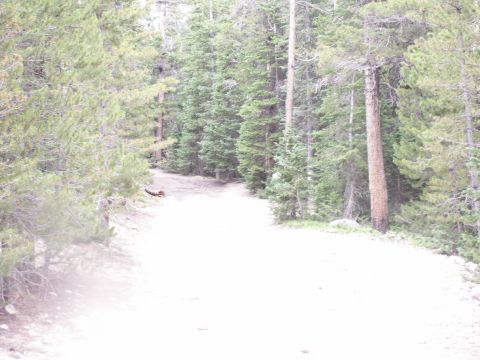 1986 Ford Bronco - A dirt road passes through a forest of tall pine trees.