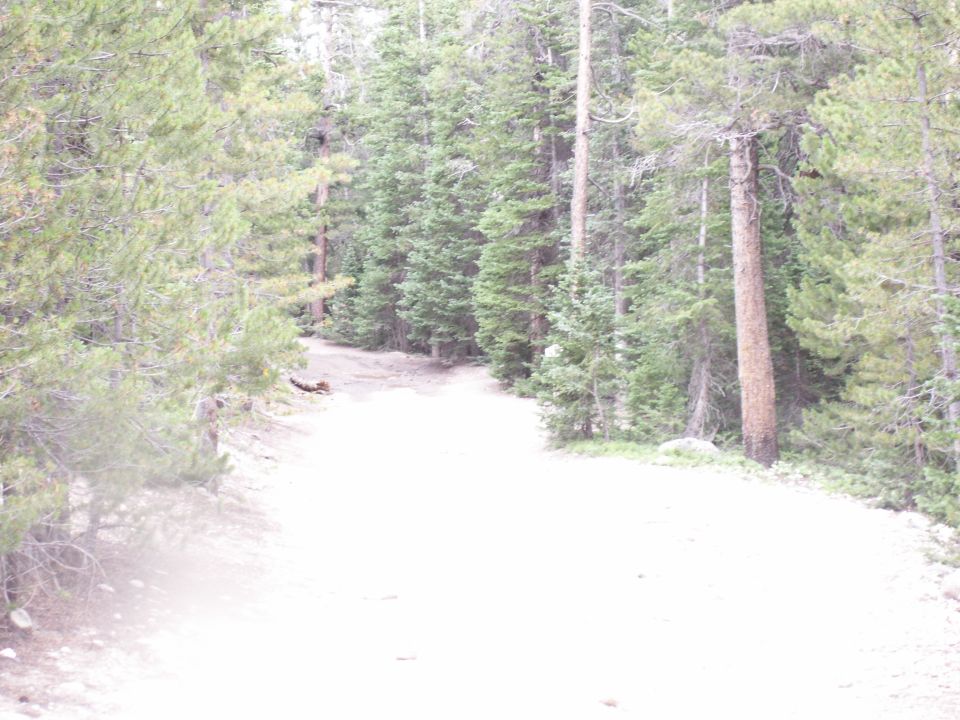 Dirt road winding through a dense pine forest with tall trees on either side