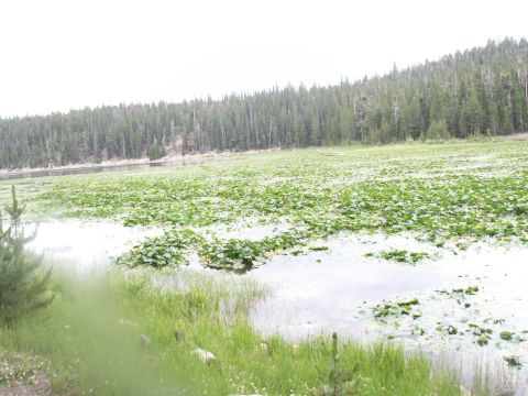 1986 Ford Bronco - A tranquil lake scene with abundant lily pads and a dense forest bordering the water.