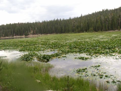 1986 Ford Bronco - A lake scene a dense carpet of lily pads and a backdrop of tall evergreen trees under an overcast sky.