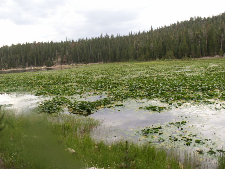 Lake covered in lily pads with a dense forest in the background