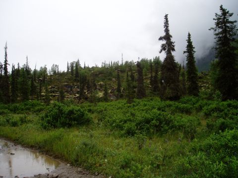 2000 Ford E350 - A muddy dirt road leads to a lush green forest with tall evergreen trees and low-lying bushes under a cloudy sky.
