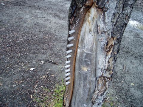 2000 Ford E350 - A close-up view of a tree trunk with several metal fasteners driven into it. The ground around the tree is muddy and covered with debris.