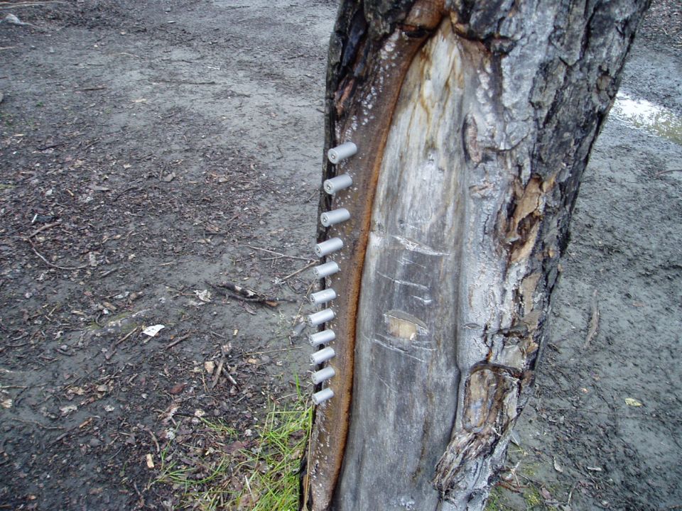 Tree trunk with metal fasteners and muddy ground