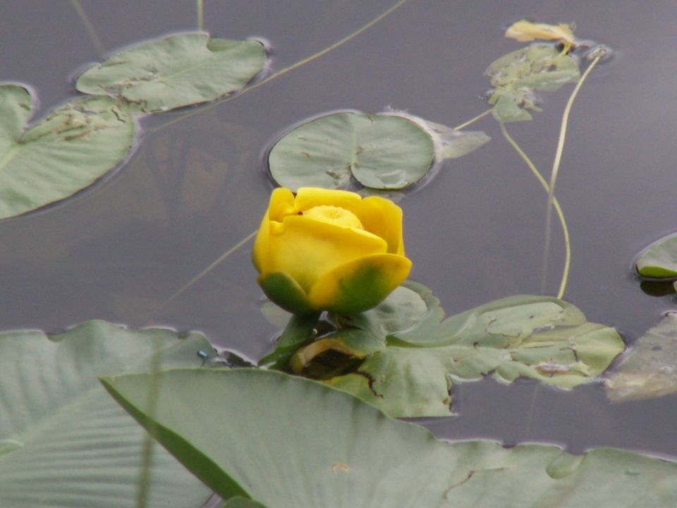 Yellow water lily bud with green leaves in dark water