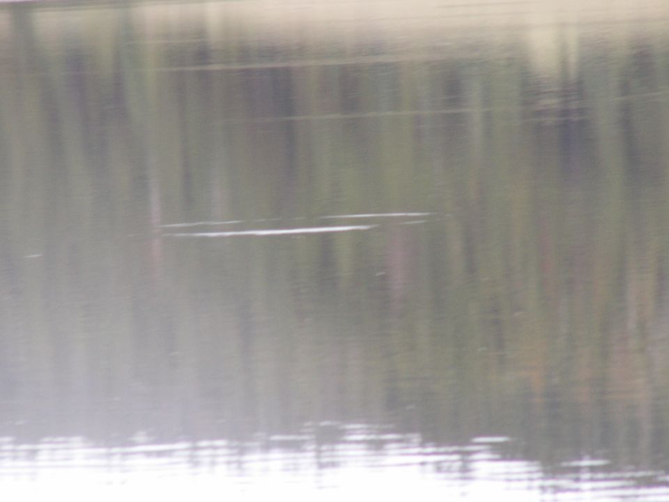 Blurry water with reflections of trees or reeds and ripples.