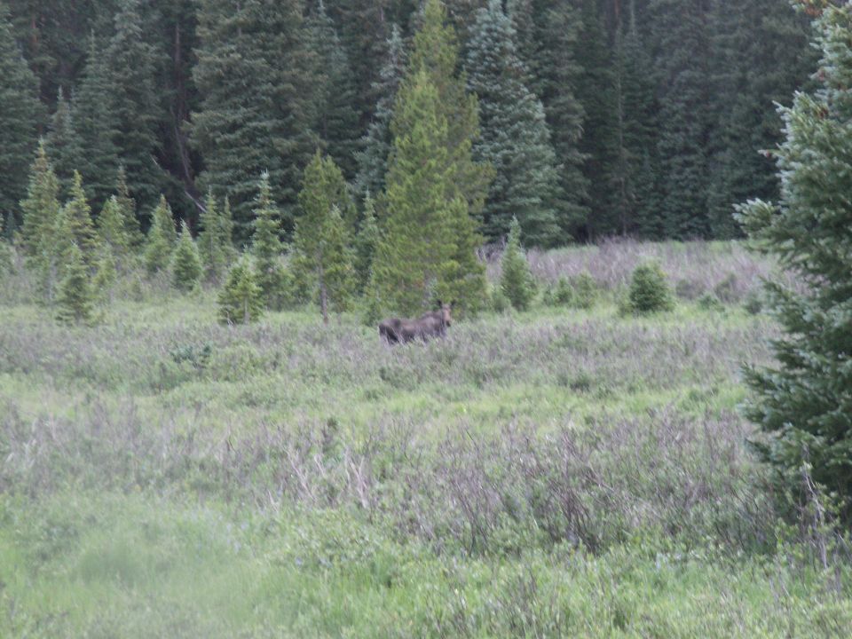 A moose in a field with a forest behind it.