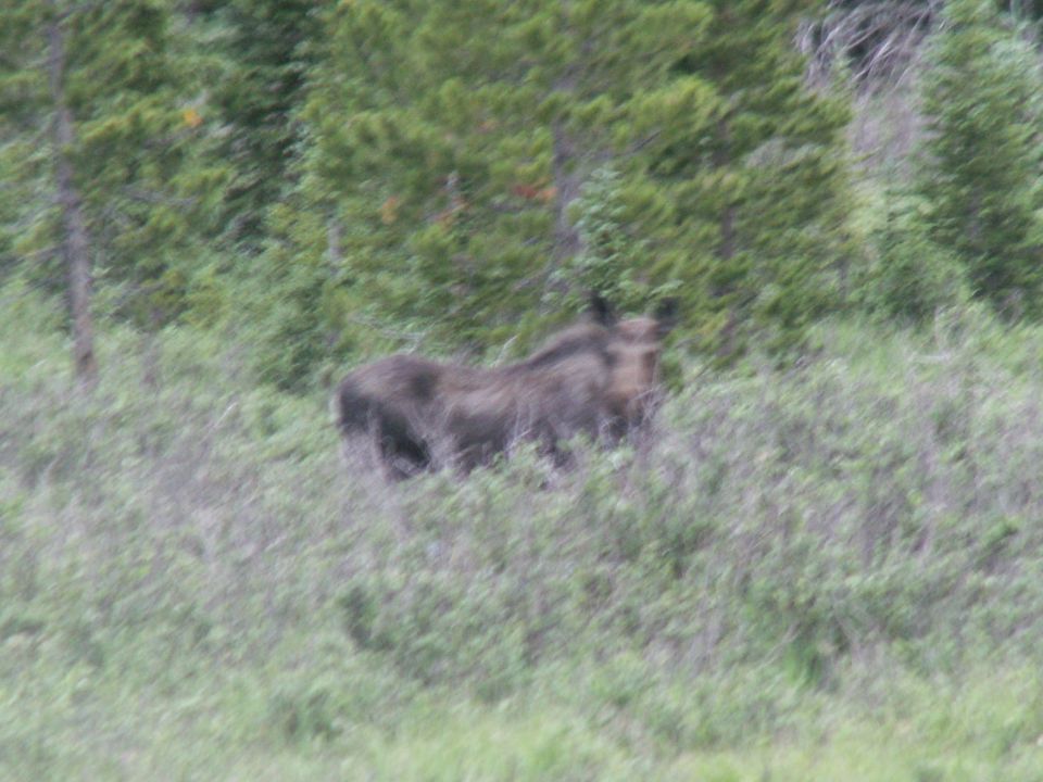 Moose in a field